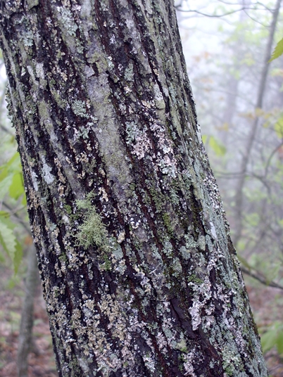{Amelanchier arborea}